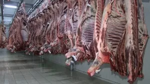 احداث سردخانه زیر صفر 2 سردخانه زیر صفر گوشت